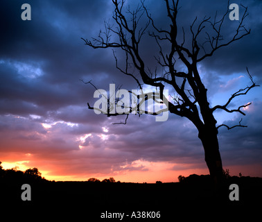 Silhouette einer toten Eiche gegen einen atemberaubenden Sonnenuntergang. Kent England UK. Stockfoto