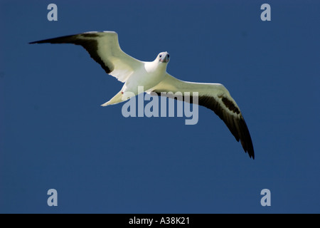 BB - 127D FLIEGEN REIF RED-FOOTED SPRENGFALLEN Stockfoto