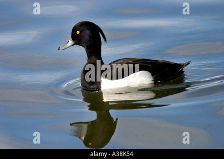 BD2-522D SCHWIMMEN MÄNNLICHE REIHERENTEN Stockfoto