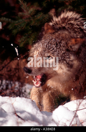 MW-238 GRAY WOLF ZUM KAMPF BEREIT Stockfoto