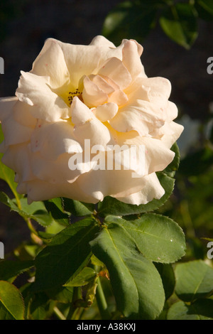 Apricot Nectar rose Stockfoto