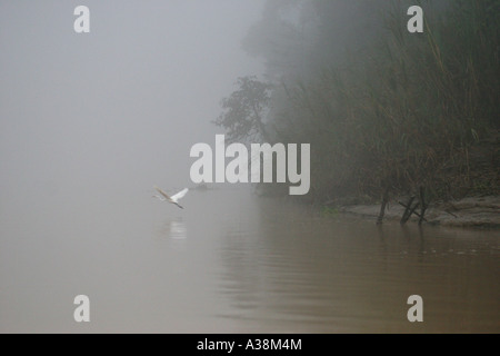 Storch fliegen über dem Ufer des Flusses Kinabatangan vor Sonnenaufgang, Sabah, Borneo, Malaysia Stockfoto