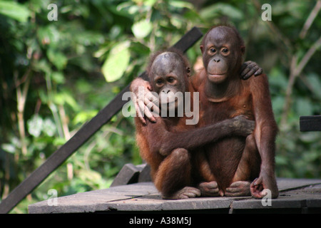 Unzertrennliches paar der Orang-Utans in ihrem natürlichen Regenwald Lebensraum im Bundesstaat Sabah, Borneo, Malaysia Stockfoto