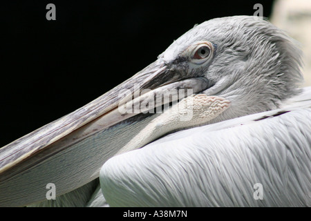 Spot-billed Pelican Nahaufnahme im Zoo von Singapur Stockfoto