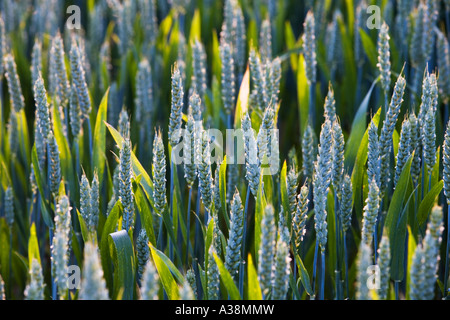 Weizen, Triticum Aestivum Reifung Stockfoto