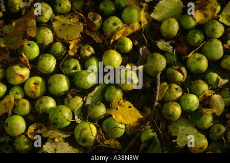 Kleine wilde Äpfel liegen auf dem Boden verrotten in den Waldboden. Stockfoto