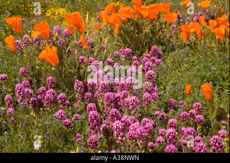 Owl's Clover mit California Poppies, Frühling, Antelope Valley. Stockfoto