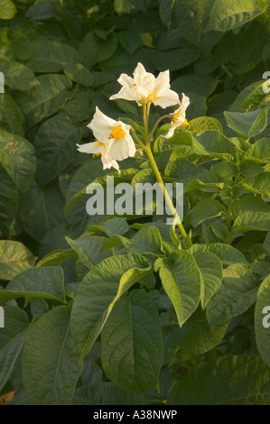 Blumen der Kartoffelpflanze, California Stockfoto