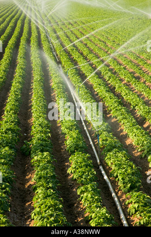 Kartoffelfeld unter Berieselung, Bakersfield, Kalifornien Stockfoto