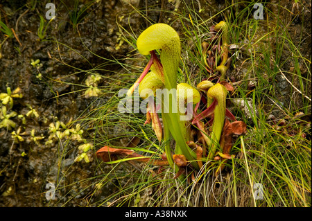 Darlingtonia Anlage mit Blumen wachsen Creekside, Kalifornien Stockfoto