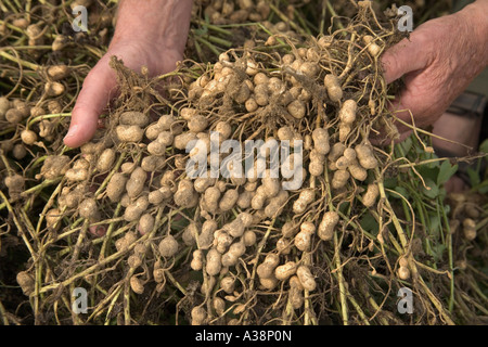 Hände halten invertiert Erdnuss Pflanzen, Georgien Stockfoto