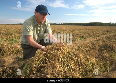 Landwirt Inspektion invertiert Erdnuss Ernte trocknen, Stockfoto