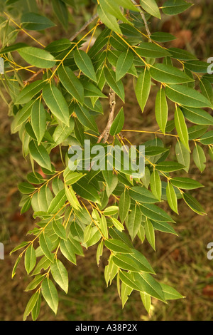 Zweige, Laub mit Blättern aus Mahagoni, Everglades National Park, Florida Stockfoto