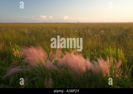 Sawgrass Grasland, Morgenlicht, Everglades National Park, Florida Stockfoto