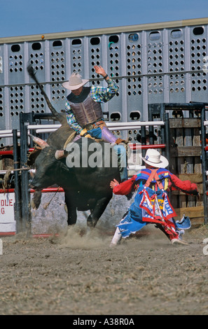 Bull Rider 25 Stockfoto