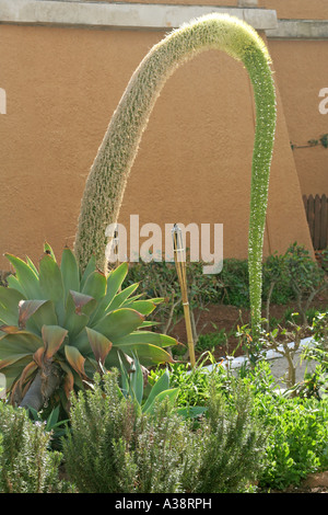 Agave Attenuata Foxtail Agave Algarve Portugal Stockfoto