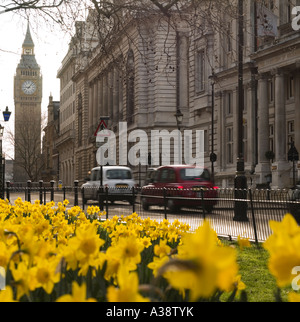 Die Uhr Turm von Big Ben Blick durch gelbe Feder Narzissen im St. James Park London England UK Stockfoto