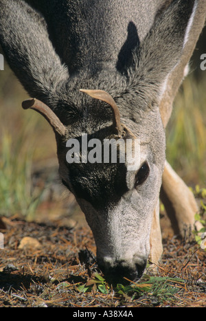 Mule Deer Buck 71 Stockfoto
