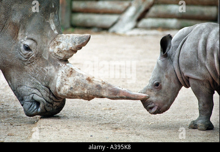 Mutter und Baby Breitmaulnashorn (Ceratotherium Simum) Stockfoto