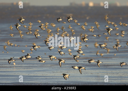 Austernfischer Haematopus Ostralegus und roten Knoten Calidris Canutus fliegen Roost Stockfoto