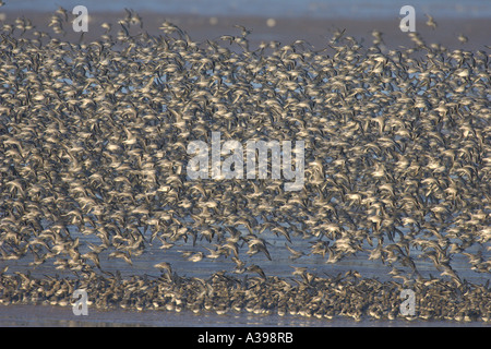 Dichten Schwarm roter Knoten Calidris Canutus im Flug bei Hochwasser Snettisham RSPB reserve, Norfolk, England. Stockfoto