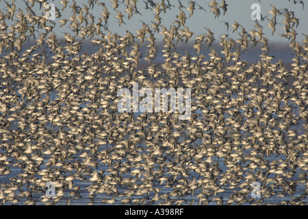 Dichten Schwarm roter Knoten Calidris Canutus im Flug bei Hochwasser Snettisham RSPB reserve, Norfolk, England. Stockfoto