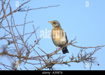 Wacholderdrossel Turdus Pilaris winter in Hecke Norfolk England Erwachsene Stockfoto