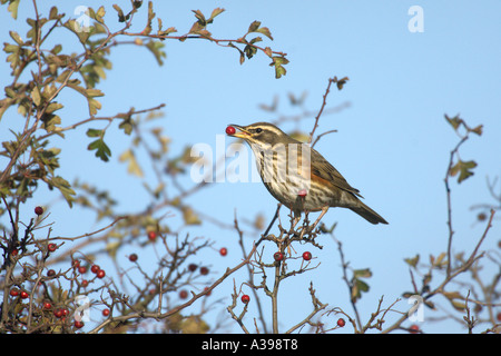 Rotdrossel Turdus Iliacus winter Erwachsene Essen Weißdornbeeren in Hecke Norfolk England Stockfoto