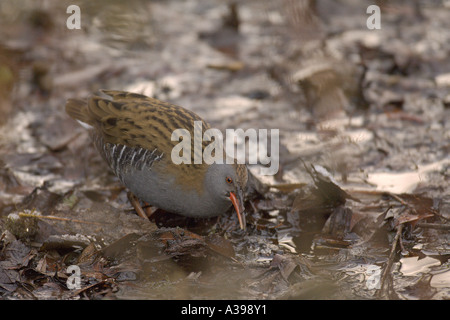 Wasser-Schiene Rallus Aquaticus winter Erwachsene auf Nahrungssuche in Graben Norfolk England Dezember Stockfoto