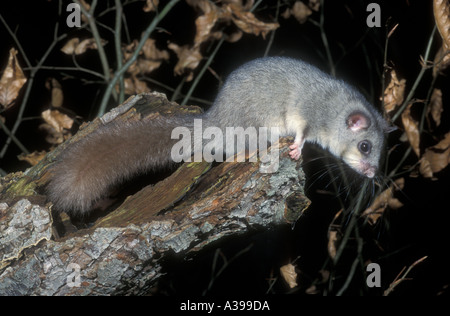 Fett oder ESSBARE SIEBENSCHLÄFER Glis glis Stockfoto