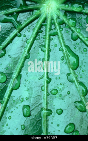 Fatsia Japonica falsche Zaubernden Anlage Stockfoto