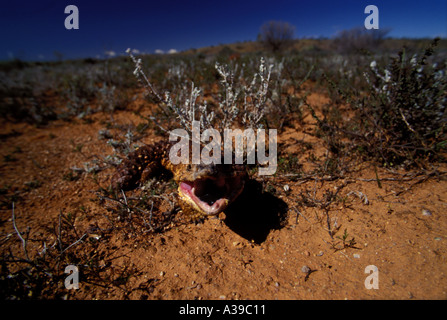 Wieder blaue Zunge Eidechse 0254 Schindel Stockfoto