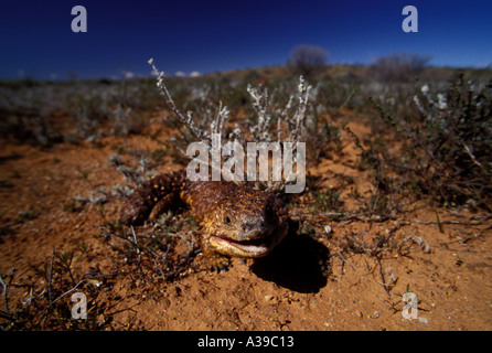 Schindel wieder blaue Zunge Eidechse 0256 Stockfoto