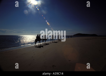 Kamele am Strand 0257 Stockfoto