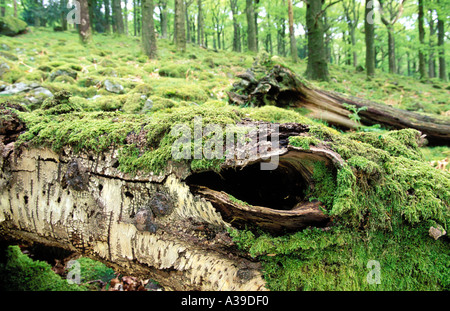 Uralte Eichenwälder auf steinigen Hügel Loch in gefallenen Silver Birch Johnny Holz Borrowdale Cumbria Stockfoto