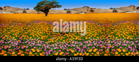 Gelb lila Blume Feld Green Tree Brown Hills horizontalen panorama Stockfoto