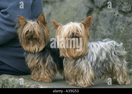 zwei Yorkshire-Terrier sitzend am Pier neben Besitzer County Antrim-Nordirland Stockfoto