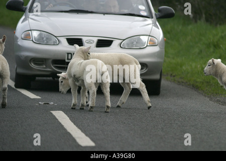 Lämmer vor Auto auf der Straße-County Antrim-Nordirland Stockfoto