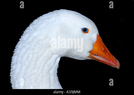 Porträt einer Gans Stockfoto