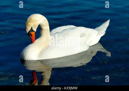 Swan putzen Stockfoto