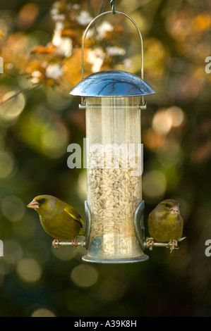 Zwei Grünfinken auf ein Garten Vogelhaus. Stockfoto