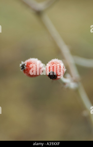 Frost, frostig, kalt, kühl, Wetter, Eis, Eis, Winter, Pflanze, kühlen, Einfrieren, Einfrieren, Stockfoto