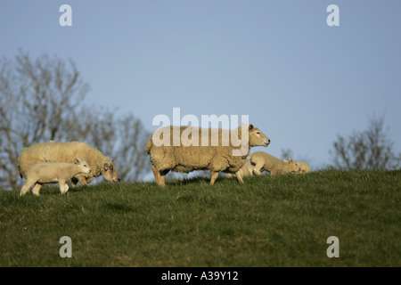 Schaf Schafe und Lämmer auf einem Hügel in der Grafschaft, Nord-Irland Stockfoto