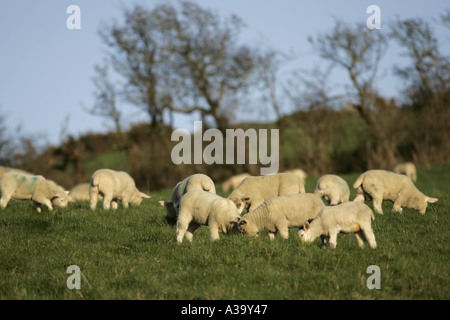 Herde der Schafe Frühjahr Lämmer und Schafe auf einen Hügel Grafschaft, Nord-Irland Stockfoto