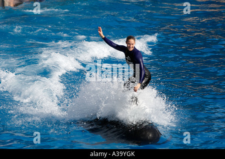 TRainer reitet auf dem Rücken der falsche Killerwal in Meeressäuger zeigen Seaworld San Diego November 2006 Seaworld San Diego Stockfoto