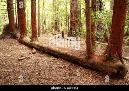 Redwoods wachsen von gefallenen Baumstamm Stockfoto