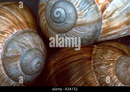 Grosse römische Schneckenhäuser pomatia Stockfoto