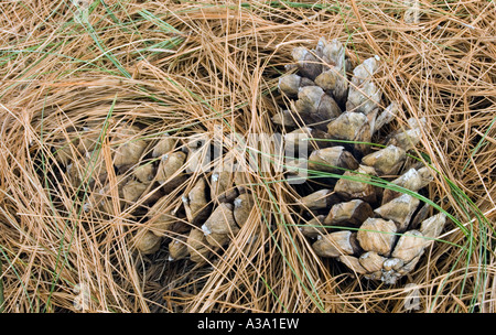 Tannenzapfen aus Himalaya White Pine Tree Stockfoto