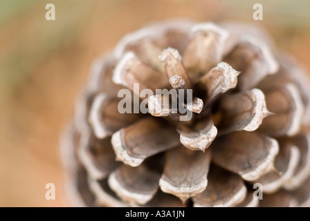 Tannenzapfen aus Pitch Pine Tree Stockfoto
