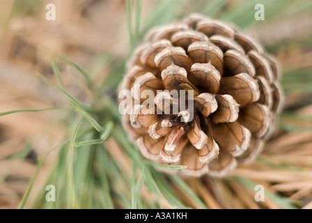 Tannenzapfen aus Pitch Pine Tree Stockfoto